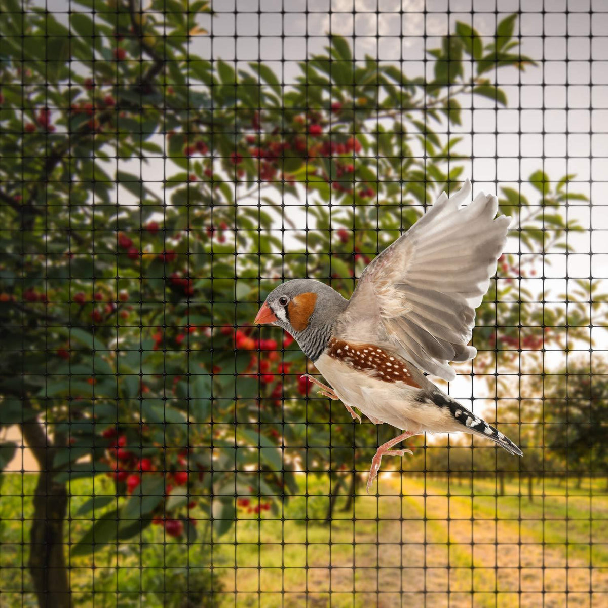 Garden Habitats Anti-Bird Garden Netting, 2m x 10m Rolls, Pack of 10 – Fine Mesh Plant, Pond & Crop Protection