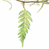 125cm Artificial Trailing Hanging Fern – Realistic Foliage Plant for Home Decor, Green