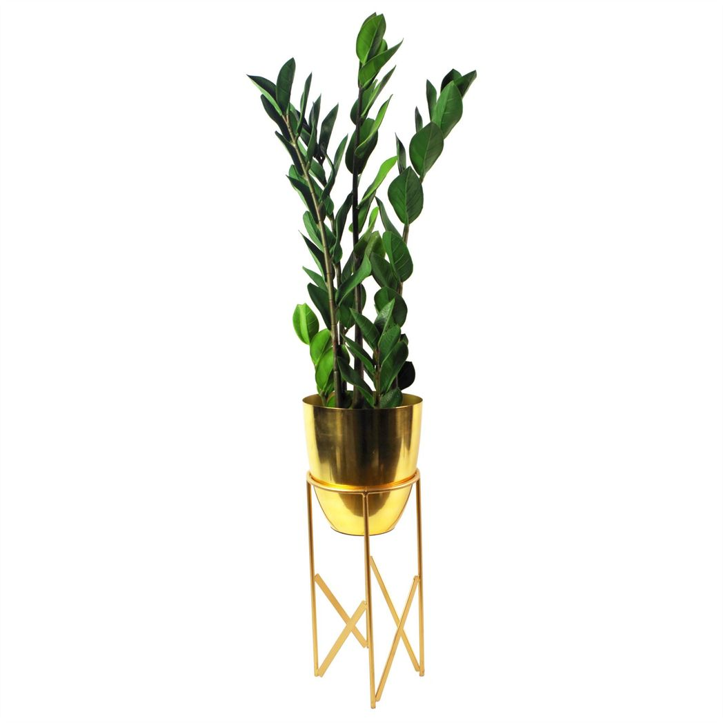 75cm Artificial Zanzibar Green Gem Zamioculcas Succulent Indoor Plant