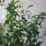 120cm Artificial Olive Tree with Realistic Olives – Natural Style Potted Faux Tree with Wired Stems