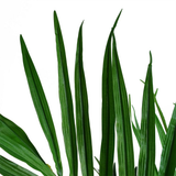 Leaf 130cm Artificial Kentia Palm Tree with Silk Leaves – Weighted Black Pot, Realistic Indoor Plant
