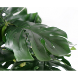 150cm Premium Artificial Monstera Plant