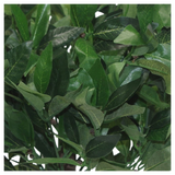 Pair of 50cm Dwarf Artificial Bay Trees – Realistic Laurel Topiary Bushes, Potted, Low Maintenance