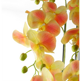 Botanik 110cm Large Artificial Yellow Peach Orchid Plant with 41 Real Touch Flowers – Wired Stems, Weighted Pot