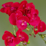 Leaf 50cm Artificial Phalaenopsis Orchid in Gold Honeycomb Pot – Real Touch Leaves, 10 Red Leopard Flowers