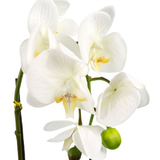 Leaf 46cm Artificial Orchid with 6 Real Touch Flowers – White in Gold Decorative Pot
