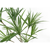 125cm Dragon Tree Dracaena Plant Natural Look Artificial