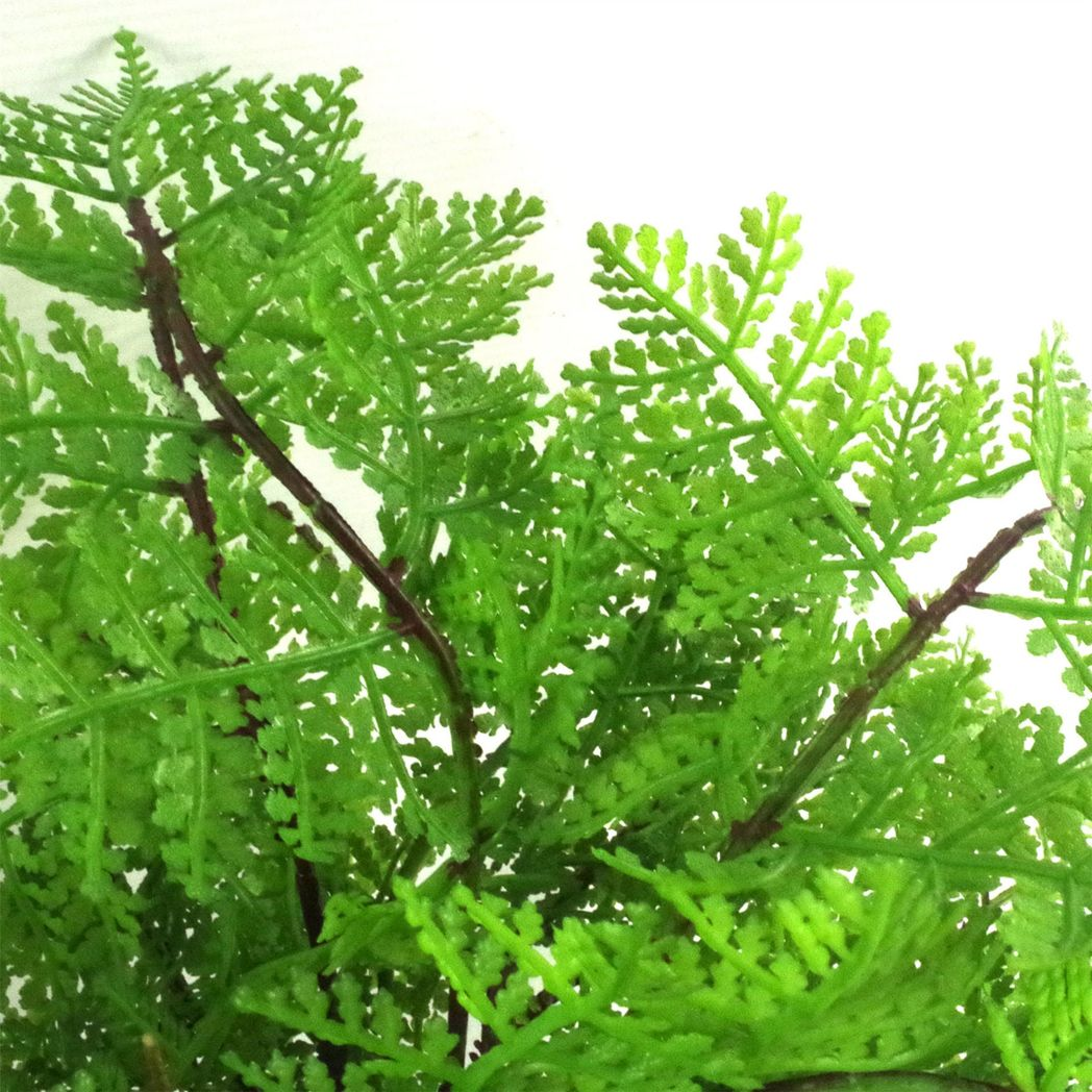 Artificial Potted Lady Fern (Athyrium Filix-Femina), 30cm – Faux Fern in White Pot with Black Soil Effect