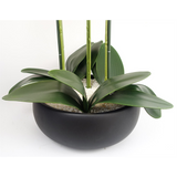60cm Orchid Artificial White – Black Ceramic Planter