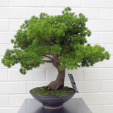 Leaf 50cm Artificial Luxury Pine Bonsai Tree in Ceramic Pot – Fully Assembled, Wired Stems