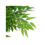 Luxury Artificial Mini Ruscus Tree, 100cm with Real Wood Trunk & Silk Leaves – Premium Potted Plant