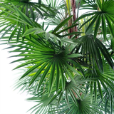 Leaf 120cm Artificial Fan Palm Tree with Weighted Black Pot – Realistic Faux Plant for Home