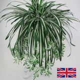 Hanging Artificial Spider Plant (Chlorophytum)