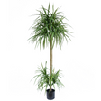 180cm artificial dracaena tree