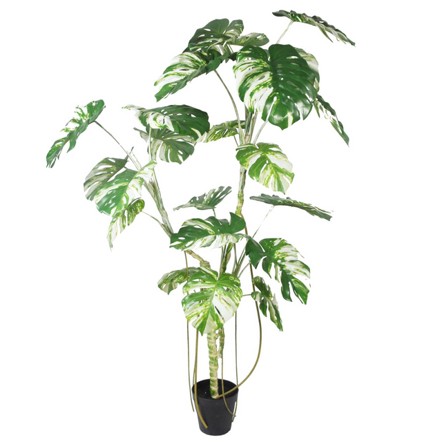 210cm artificial variegated monstera