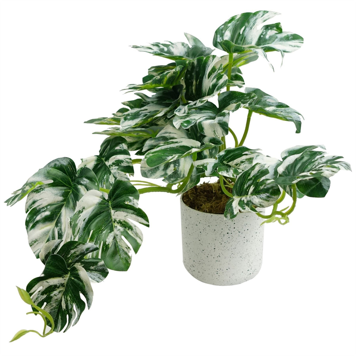 Leaf 30cm Artificial Variegated Monstera Trailing Plant in Weighted Pot