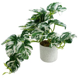 Leaf 30cm Artificial Variegated Monstera Trailing Plant in Weighted Pot