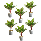 Leaf Artificial Potted Calathea Veitchiane, Pack of 6 – Low-Maintenance Desk and Shelf Plants, 38cm