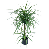 Leaf 90cm Double Dracaena Artificial Plant with Black Pot – Realistic Maintenance-Free Indoor Greenery