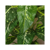 100cm Large Fox's Aglaonema (Spotted Evergreen) Tree Artificial Plant